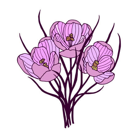 Plant flowers Crocus, Saffron. Vector stock illustration eps10. Hand drawing. isolate on a white background.のイラスト素材