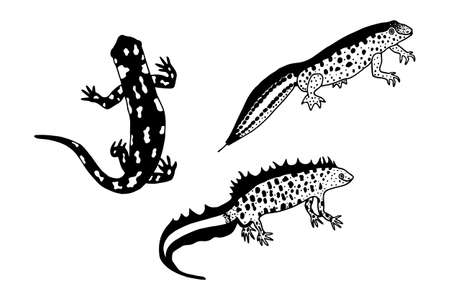 Spotted Salamander, Filamentous Newt, Crested Newt. Vector stock illustration. Hand drawing, outline. Isolate on a white background.のイラスト素材