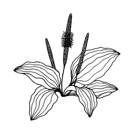 Plantain Big Plant. Vector stock illustration. Hand drawing, outline. Isolate on a white background.のイラスト素材