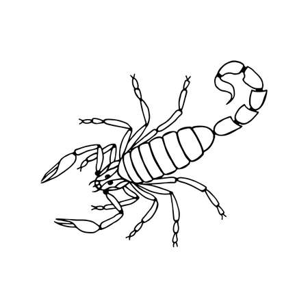Scorpio.   Outline, Isolate on a white background.のイラスト素材