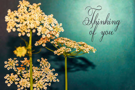 Thinking of you card. Flowers backgroundの写真素材