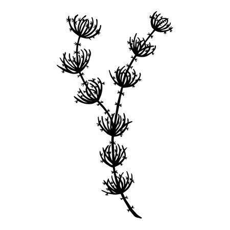 Harovaya seaweed. Vector stock illustration eps10. Isolate on white background, outline, hand drawing.のイラスト素材