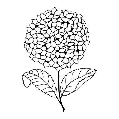 Hydrangea flowers. Vector stock illustration . Hand drawing, isolate on a white background, outline.のイラスト素材