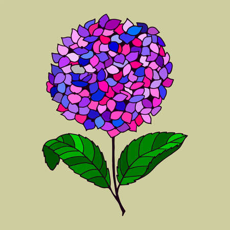 Hydrangea flowers. Vector stock illustration eps10. Hand drawing, isolate.