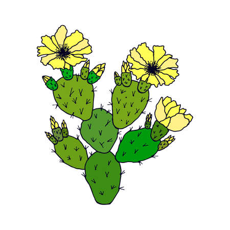 Opuntia cactus. Vector stock illustration eps10. Hand drawingのイラスト素材