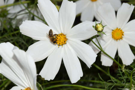 White Cosmeya large flower, the bee collects pollen. Blurred background.の写真素材