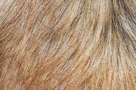 Light coat of a large pedigree dog.