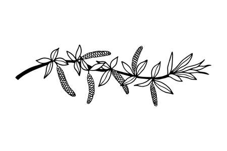 Blooming willow branch. Vector stock illustration eps10. Isolate on white background, outline, hand drawing.のイラスト素材