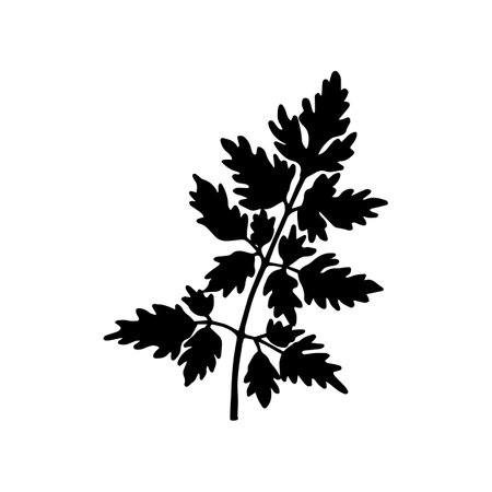 Plant Parsley. Vector stock illustration eps10. Isolate on white background, outline, hand drawing.のイラスト素材