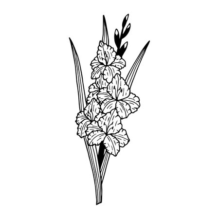 Flower Gladiolus. Vector stock illustration eps10. Isolate on white background, outline, hand drawing.のイラスト素材
