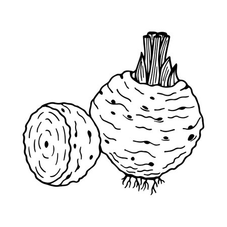 Celery Root. Vector stock illustration eps10. Outline, isolate on white background. Hand drawn.のイラスト素材