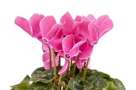 Flower Cyclamen persicum isolated on a white background.の写真素材