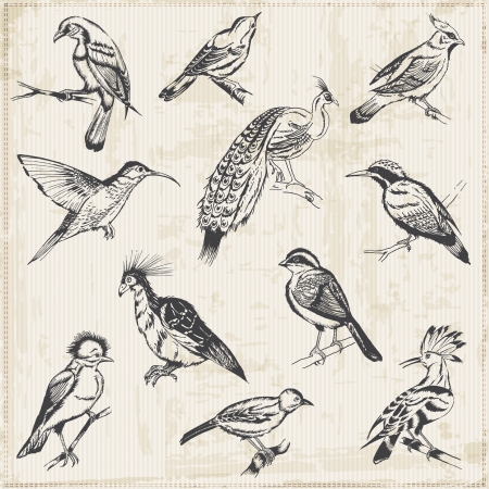 Hand drawn Birds - for design and scrapbookのイラスト素材