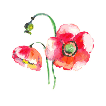 Watercolor Poppy Flower のイラスト素材