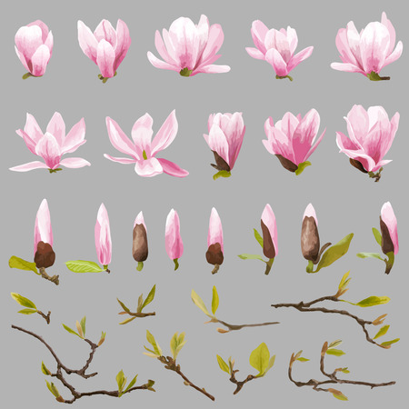 Magnolia Flowers and Leaves Set. Exotic Flower. Vectorのイラスト素材