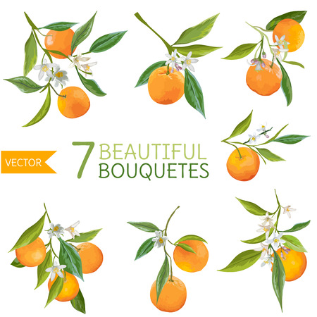 Vintage Oranges, Flowers and Leaves. Orange Bouquetes. Watercolor Style. Vector Fruit Background.のイラスト素材