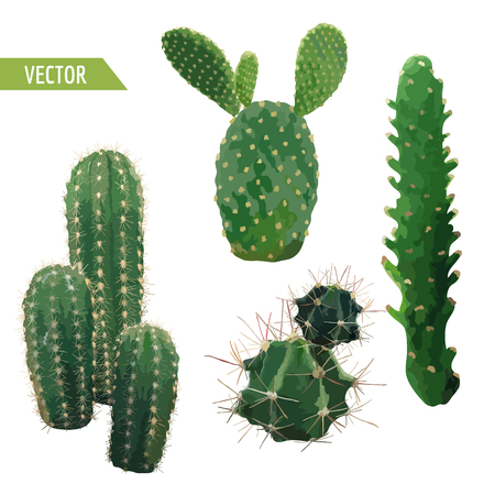 Vector Cactus Plant. Exotic Tropical Summer Botanical Background.のイラスト素材