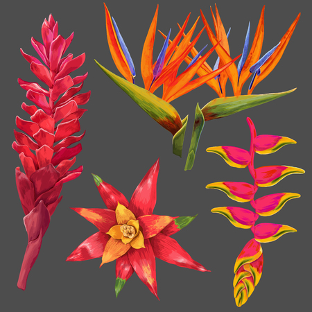 Exotic Flowers and Leaves Set. Tropical Floral Elements for Decoration Vector illustrationのイラスト素材