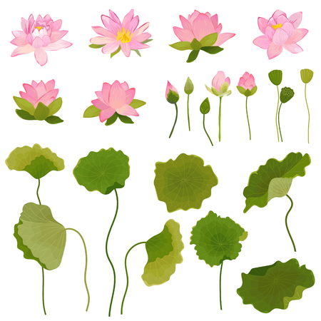 Hand Drawn Illustration of Lotus Flowers and Leaves, Retro Floral Set for Fashion Print, Birthday Decoration Wallpaper in vectorのイラスト素材