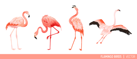 Tropical Flamingo Collection. Set of Tropic and Jungle Summer Exotic Birds Decorative Design. Nature Wildlife Pink Bird. Vector illustrationのイラスト素材