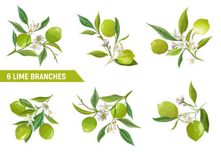 Lime Branches Design Elements. Floral Citrus Fruits, Flowers, Leaves, Lemons Bouquet Illustration Setのイラスト素材