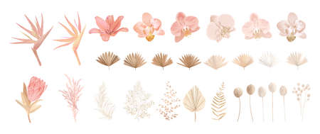 Elegant dry protea flower, tropic palm, pale orchid, eucalyptus, dried tropical leaves, floral elementsのイラスト素材
