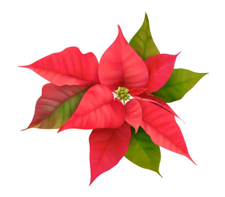 Realistic Floral Poinsettia 3d Vector. Winter Christmas Flower Isolated on white for Card Design, Greetingsのイラスト素材