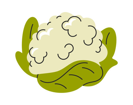 Cauliflower hand drawn healthful vegetableのイラスト素材