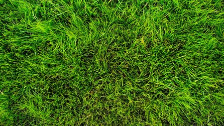 Beautiful natural green grass lawn texture backgroundの写真素材