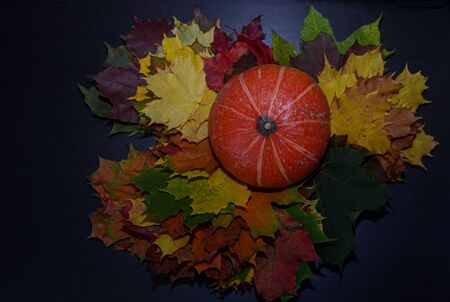 Autumn background with mini pumpkins on Maple leaves overhead view . Dark background. Low key.の写真素材