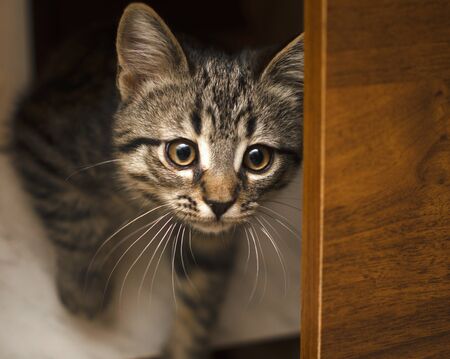 little striped kitten hunts soft focusの写真素材