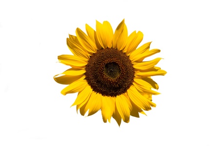 Isolated sunflower on white backgroundの写真素材