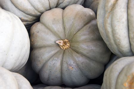 pumpkinの写真素材