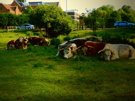 Cows in the cityの写真素材