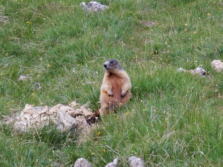 groundhogの写真素材