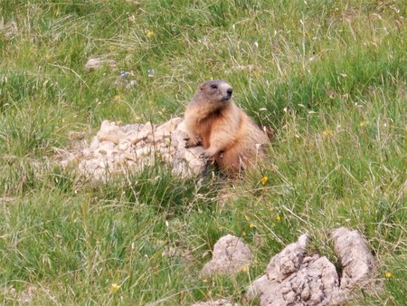 groundhogの写真素材