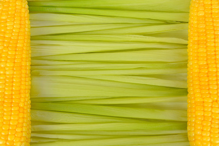 Close up background of green corn cob leaves are laid horizontally and two yellow corn cobs on left and right sides copy spaceの写真素材
