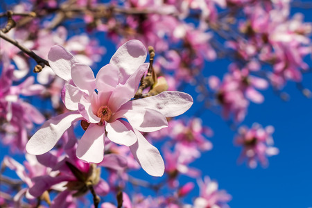 Close-up of beautiful pink magnolia flower on a background of blooming tree and bright blue sky. Blossoming of magnolia tree on a sunny spring day. Flowering of magnolia in a public park. Shallow DOF.の写真素材