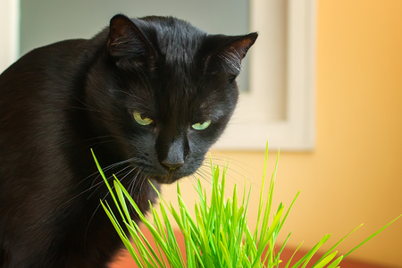 Black cat eating green grass at home. A pet eats oats sprouts. Natural hairball treatment for cats. Black cat with green eyes indoors.の写真素材