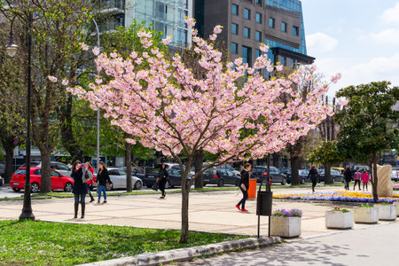 Varna, Bulgaria, April 15, 2019. Beautiful sakura tree with plenty delicate pink flowers on a city street. City life at springtime.のeditorial素材