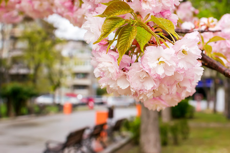 Close-up of pink sakura inflorescence on a city street. Cherry branch with flowers and small leaves....