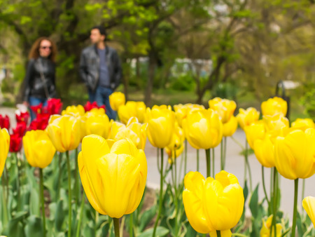 Flowerbed with blooming yellow tulips in a public park on a sunny day. Spring flowering of tulips. Nature and botany, flowers with yellow petals for garden decoration. Close-up, selective focus.の写真素材
