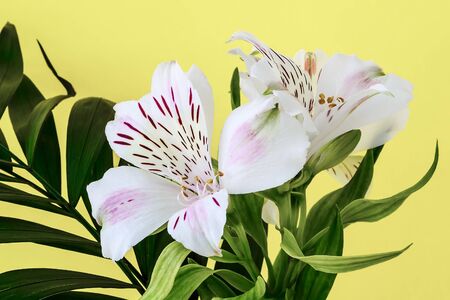 Green leaves and white flowers of alstroemeria, commonly called the Peruvian lily or lily of the Incas on a yellow background. Flowers with white petals for for bouquets and garden decoration. Front view.の写真素材