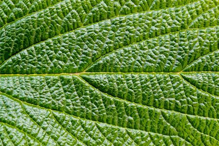 Part of viburnum rhytidophyllum green leaf close-up. Leaf surface with a lot of veins. Srub or bush...