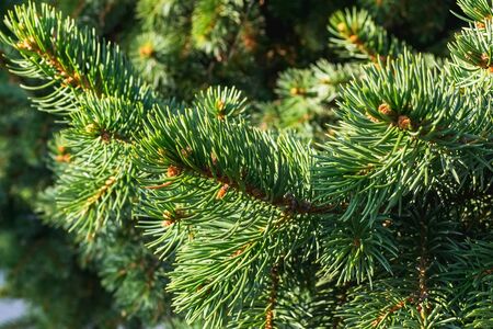 Evergreen spruce twigs on a warm sunny day. Coniferous tree for winter holidays background. Green...