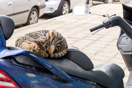 Homeless cat rests on motorbike seat. Stray tabby cat curled up into ball and sleeping on the seat of a parked motorcycle or scooter on a quiet city street. On a day. の写真素材