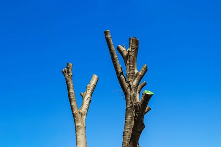 Bare tree with cut branches on a background of bright spring sky. Annual seasonal pruning of city...