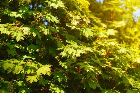 Lush fresh leaves and inflorescences of a plane tree at springtime. Leaves of sycamore tree in a sunlight. Background of green plant leaves sunlit. Seasonal.の写真素材