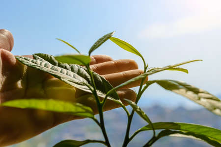 Woman hand touches fresh green leaves of a citrus tree sprout grown on an indoor window sill on a sunny day. Home gardening and horticulture. Growing plants at home as a hobby. Front view.の写真素材