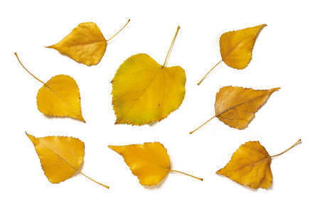 Set of yellow aspen leaves and linden one isolated on white background. Autumn leaves as a seasonal...